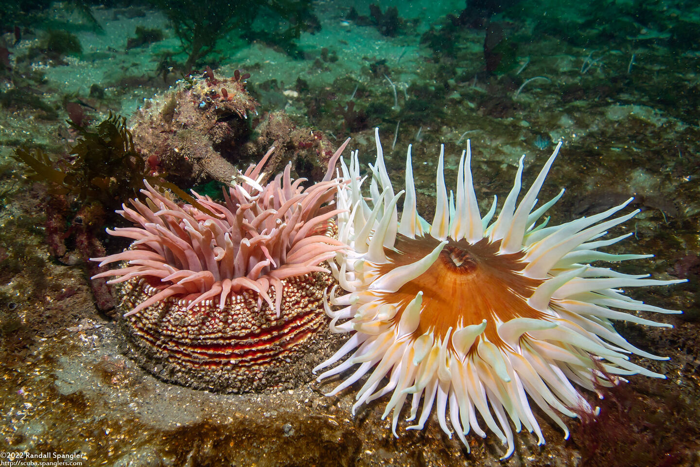 Urticina columbiana (Sand-Rose Anemone)