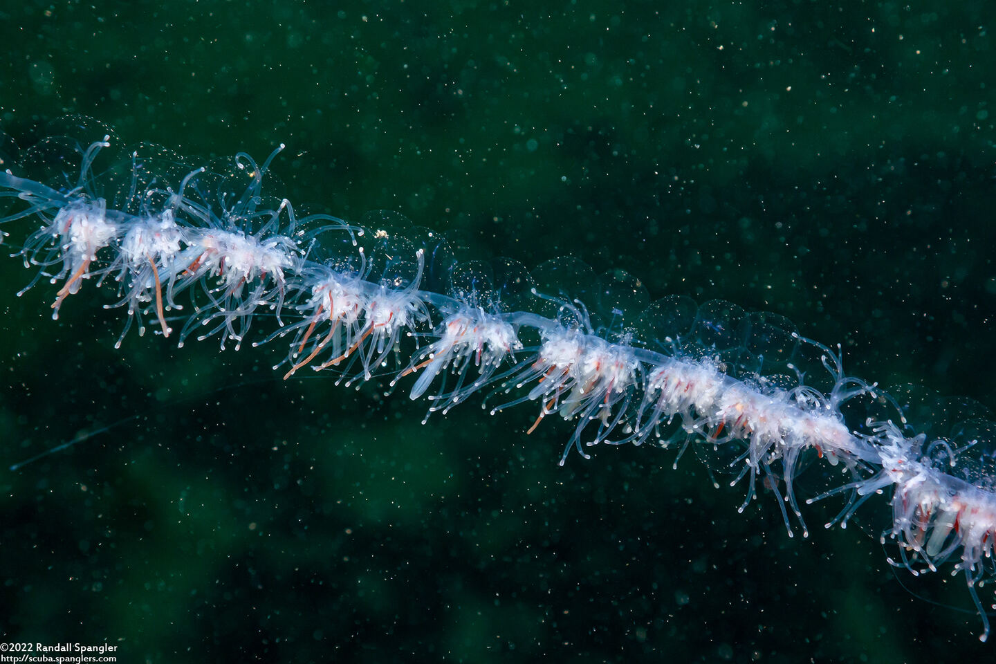 Apolemia uvaria (Apolemia Uvaria)