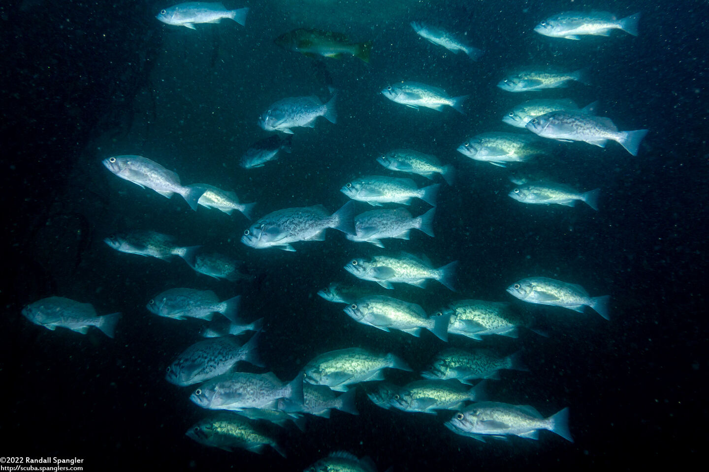 Sebastes mystinus (Blue Rockfish)