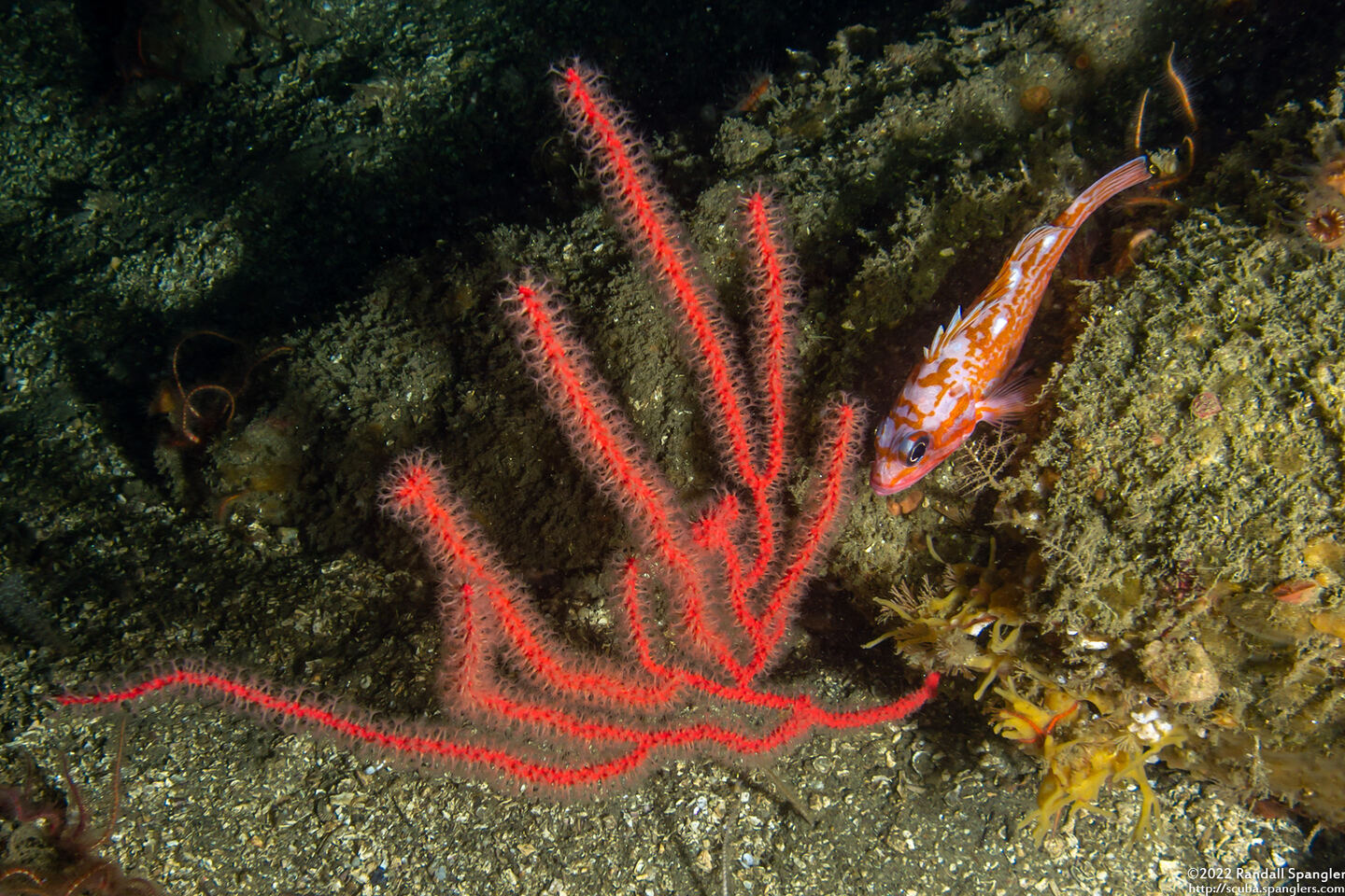 Leptogorgia chilensis (Red Gorgonian)