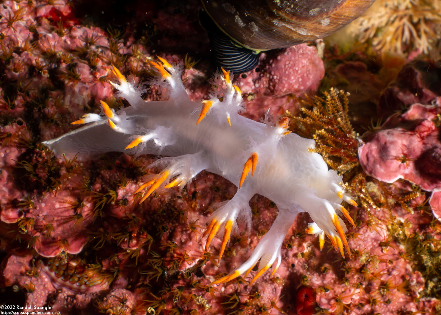 Dendronotus albus (White Dendronotus)