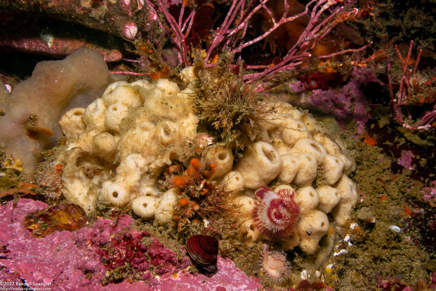 Neopetrosia problematica (Neopetrosia Problematica)