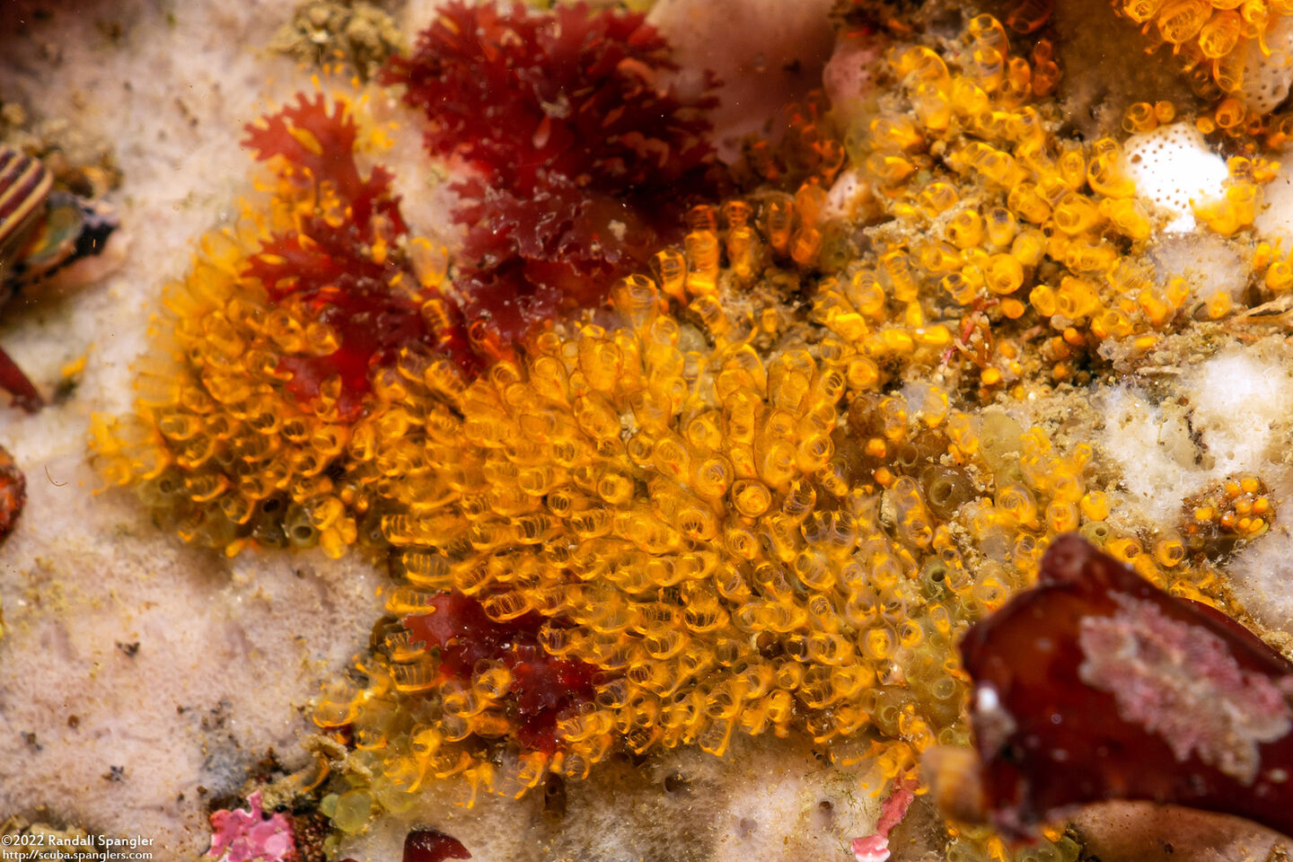 Pycnoclavella stanleyi (Pycnoclavella Stanleyi)