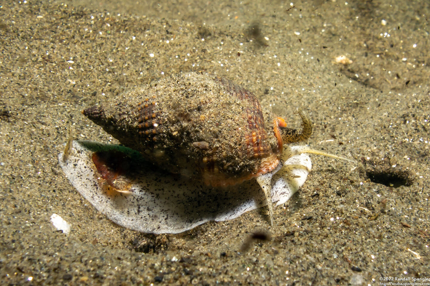 Nassarius fossatus (Giant Western Nassa)
