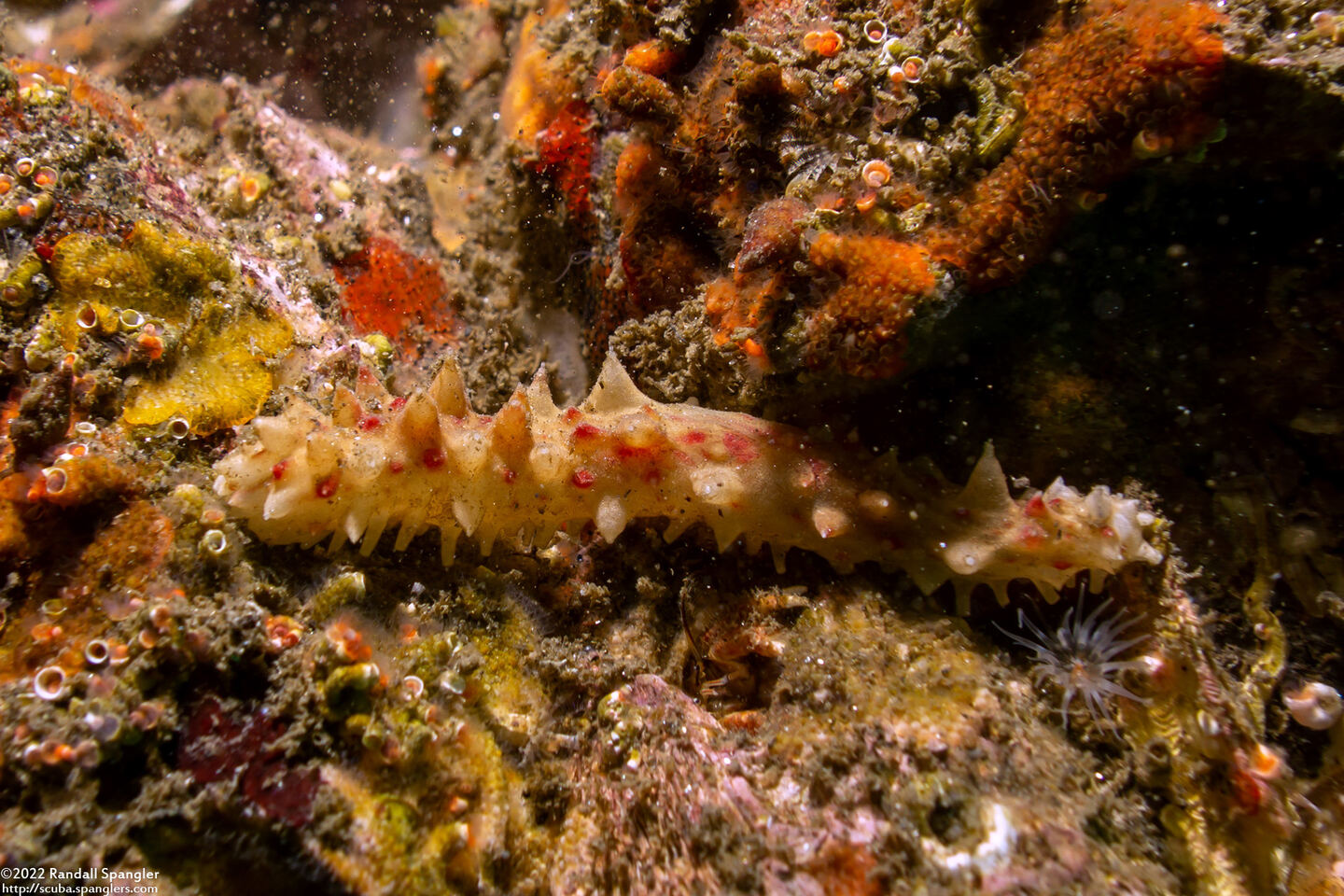 Parastichopus californicus (California Sea Cucumber); A small one, about an inch long