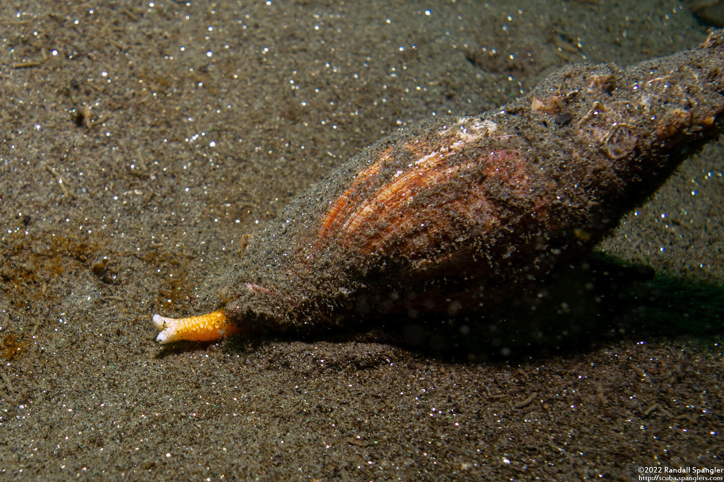 Megasurcula carpenteriana (Carpenter's Turrid); With unusual forked siphon