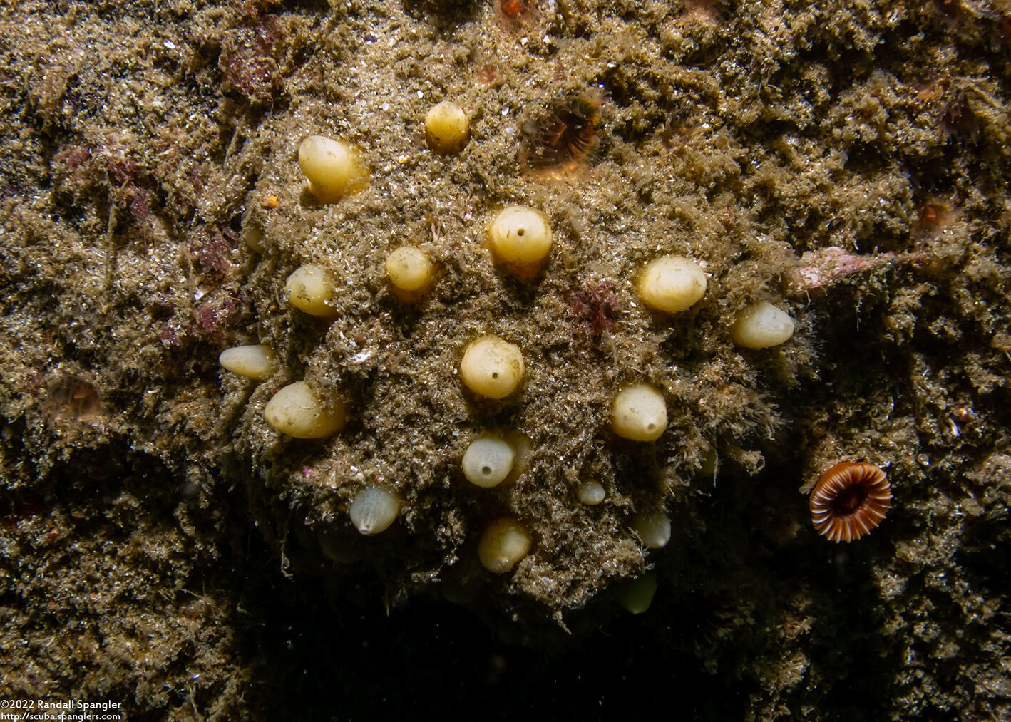 Polymastia pachymastia (Aggregated Nipple Sponge)