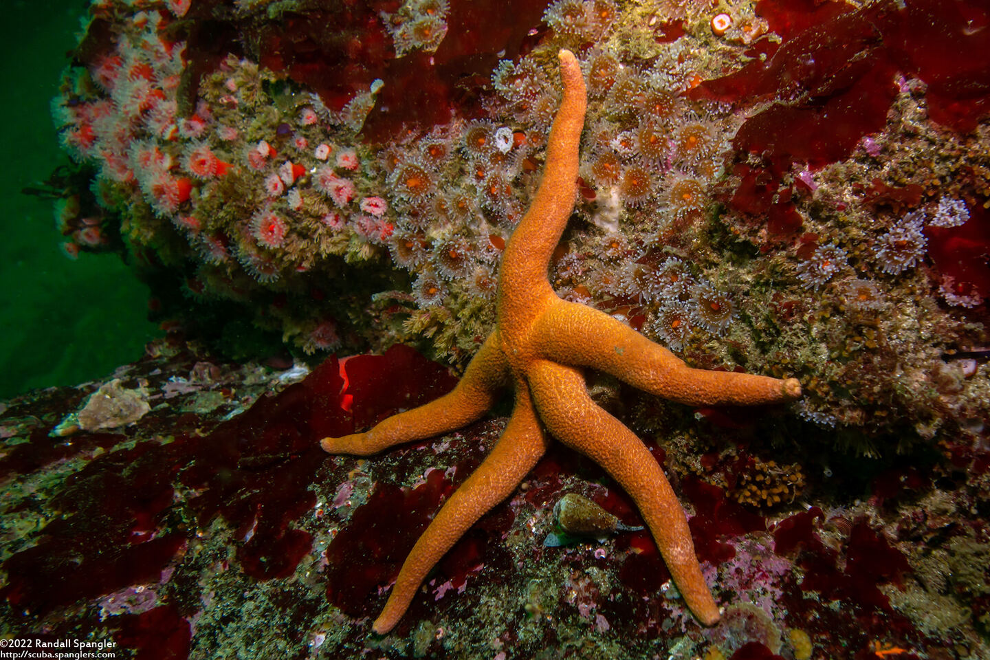 Henricia leviuscula (Blood Star)