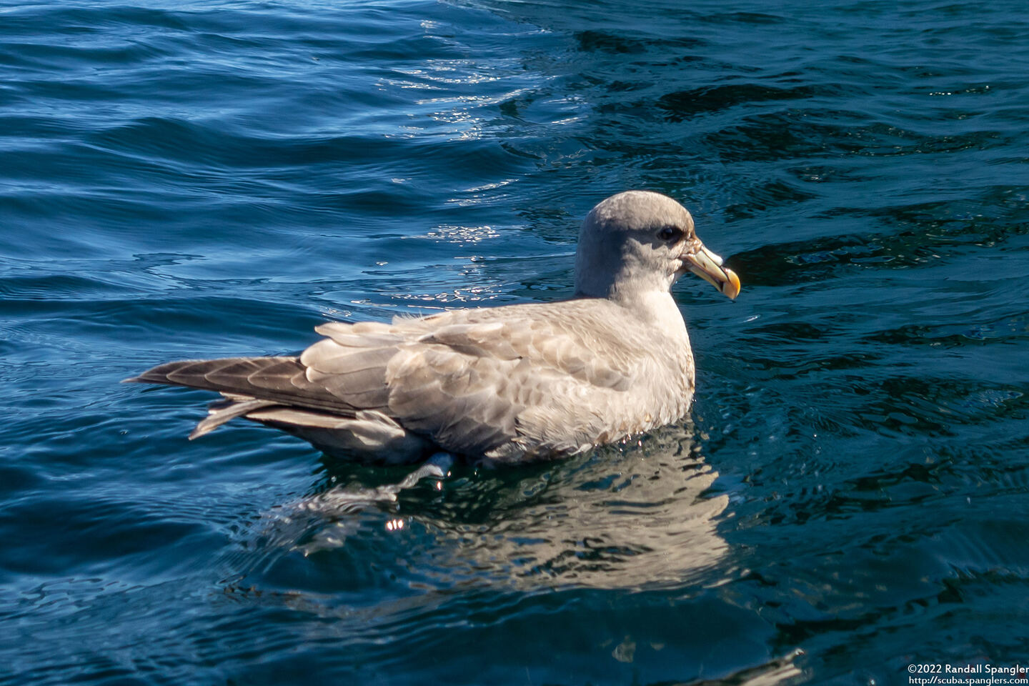 Larus glaucescens (Glaucous-Winged Gull)