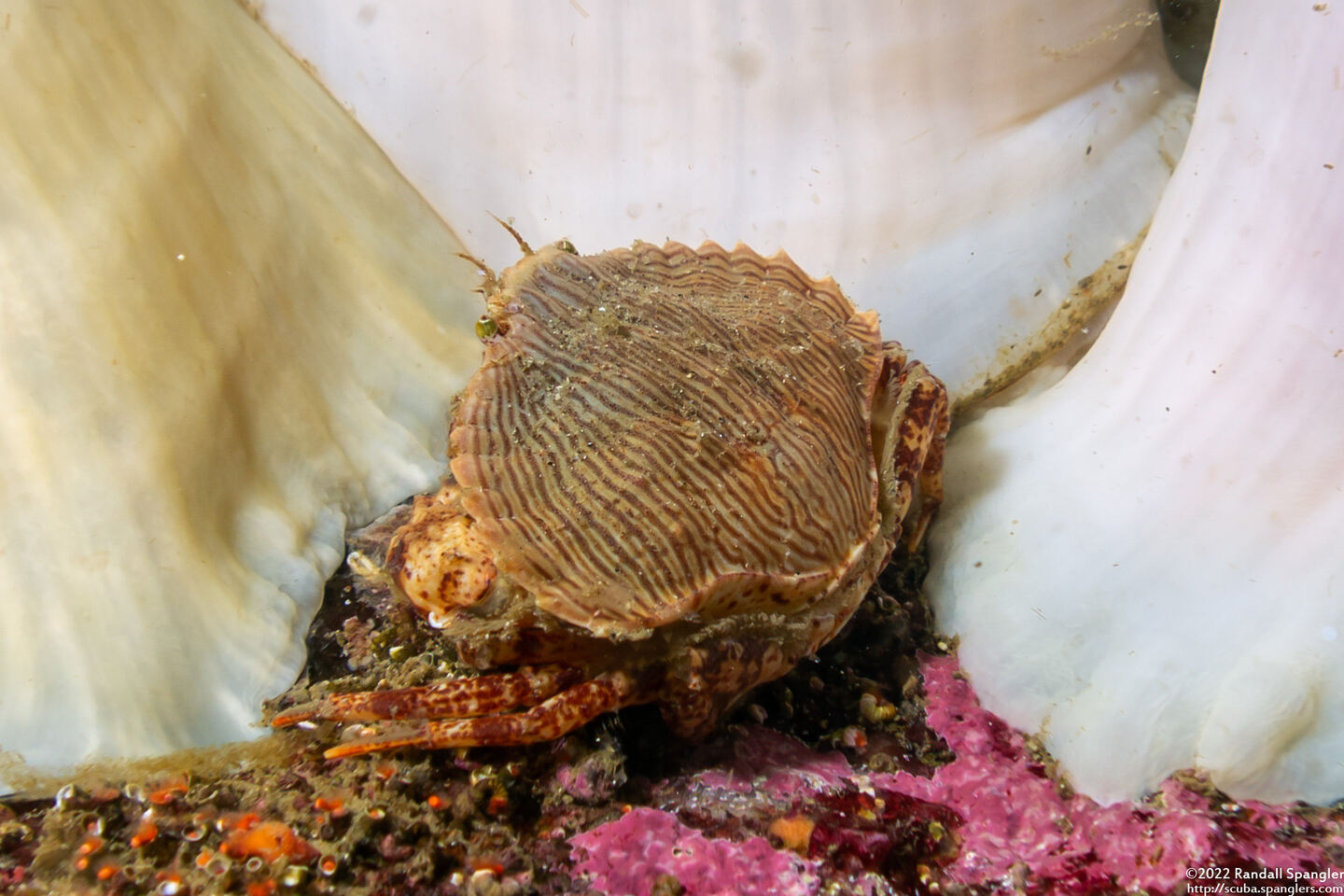 Cancer productus (Red Rock Crab)