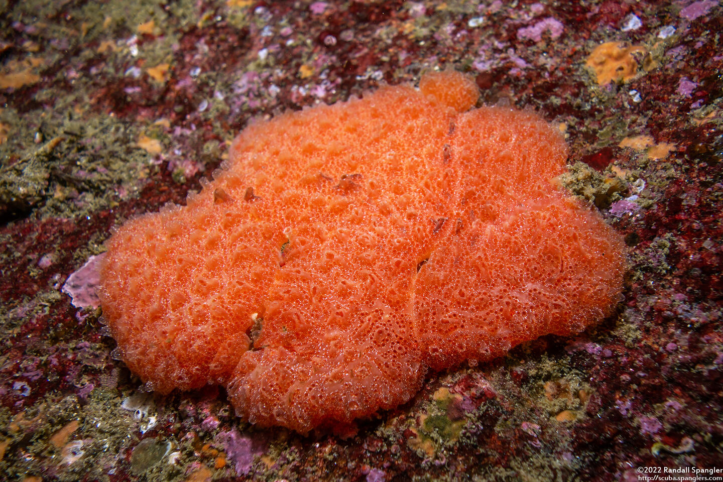 Aplidium solidum (Red Ascidian)