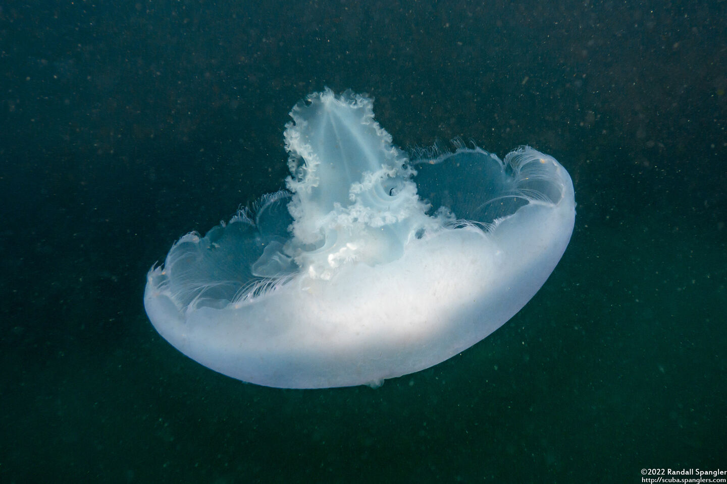 Aurelia aurita (Moon Jelly)