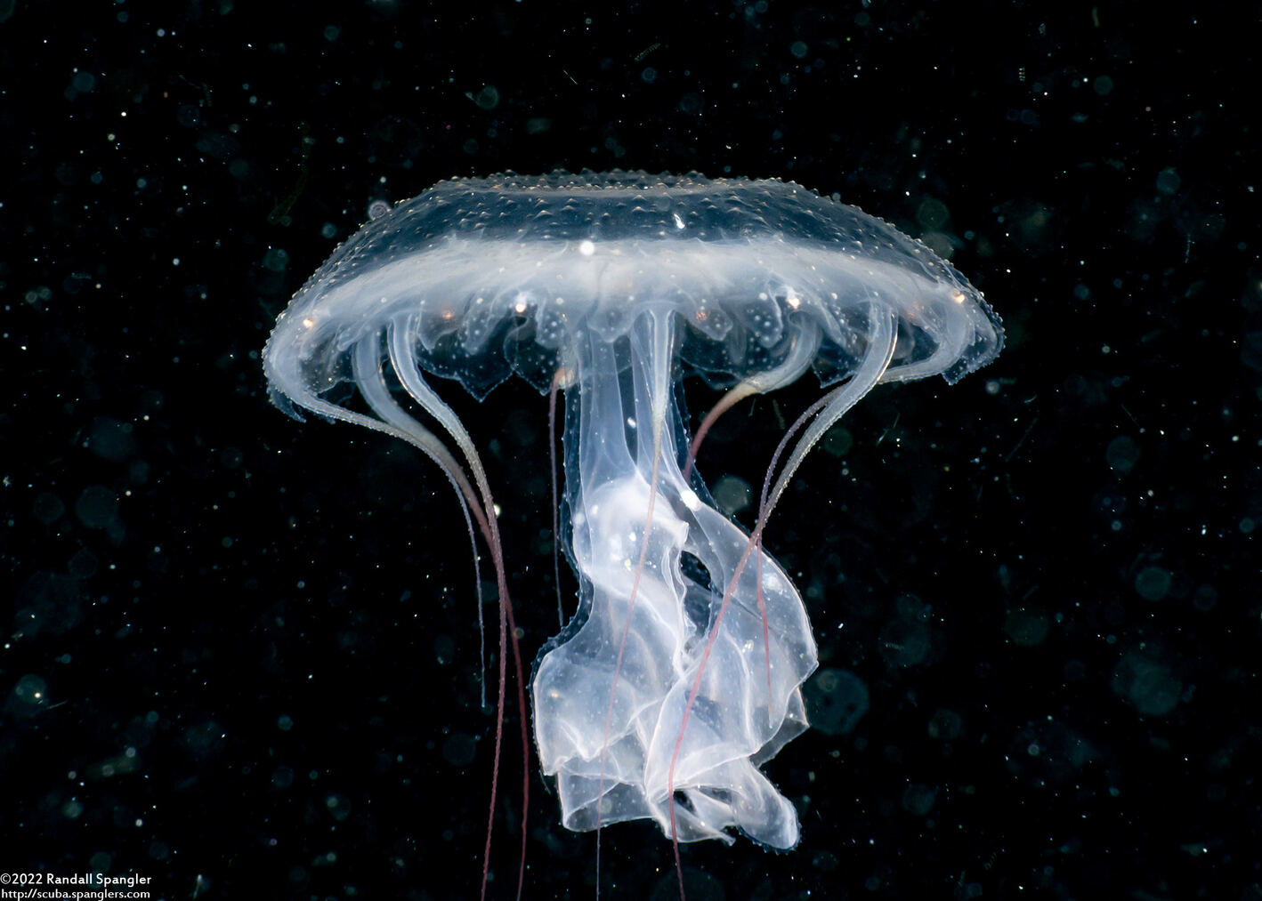 Chrysaora fuscescens (Brown Jellyfish)