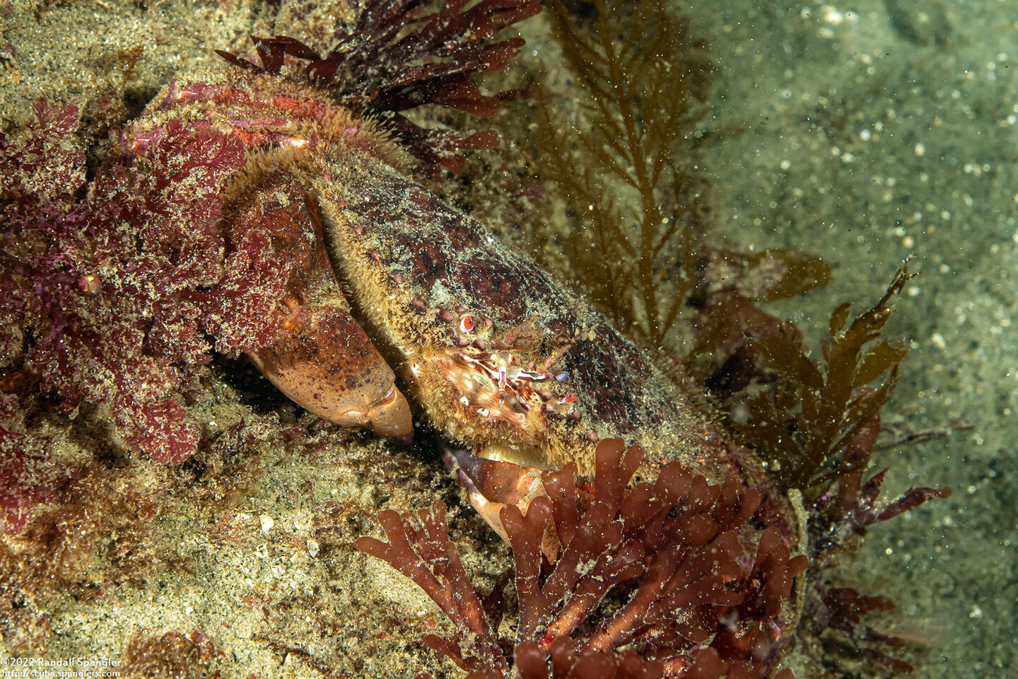 Cancer productus (Red Rock Crab)