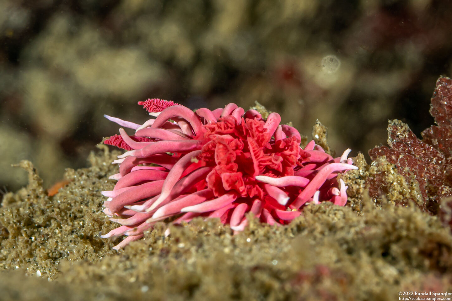 Okenia rosacea (Hopkins' Rose Nudibranch)