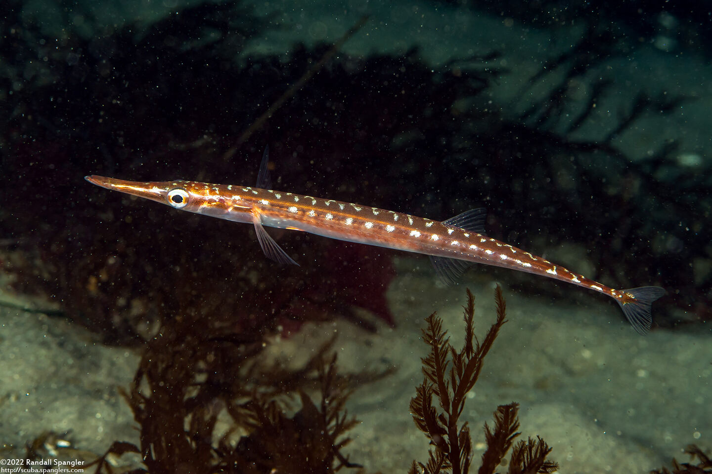 Aulorhynchus flavidus (Tubesnout)