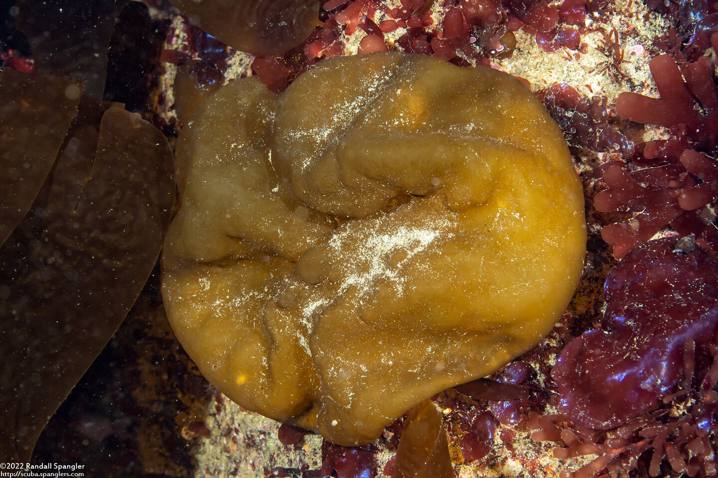 Colpomenia peregrina (Bulb Seaweed)