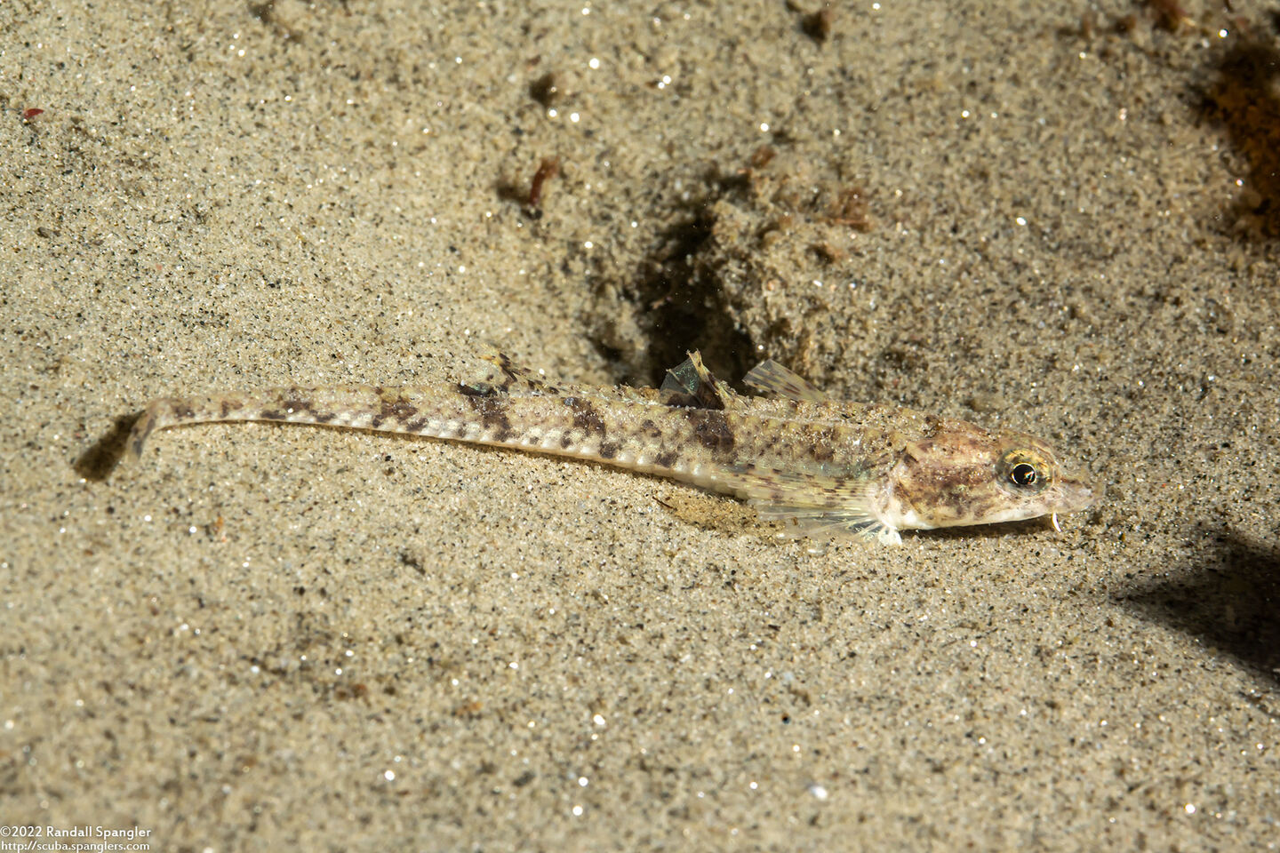 Odontopyxis trispinosa (Pygmy Poacher)