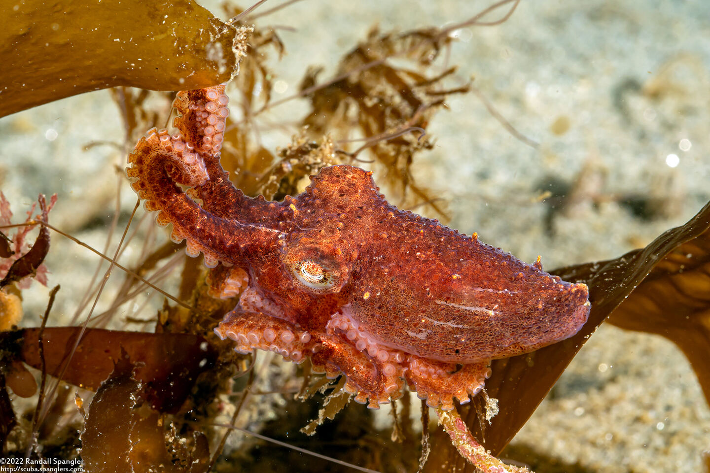 Octopus rubescens (Red Octopus)