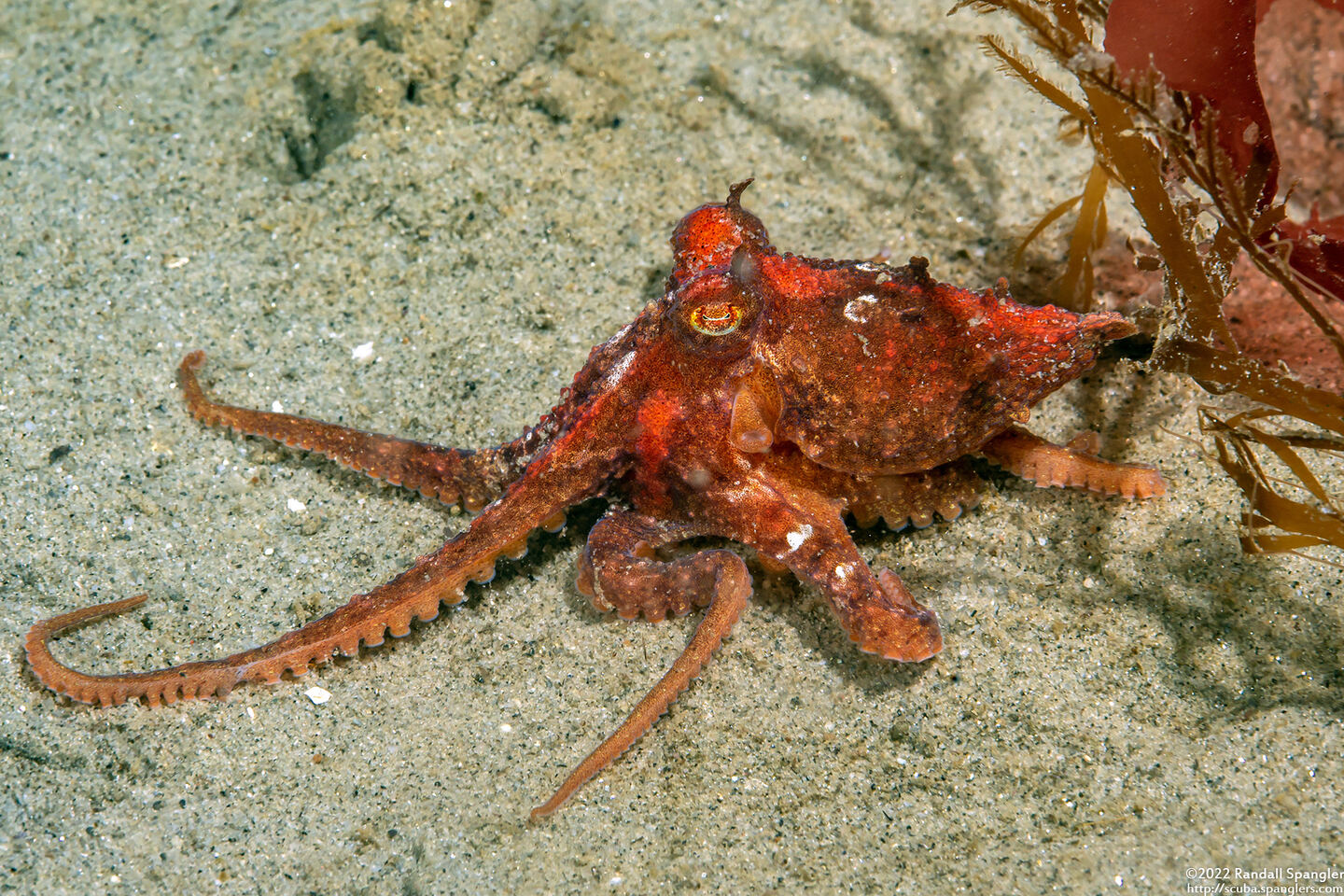 Octopus rubescens (Red Octopus)