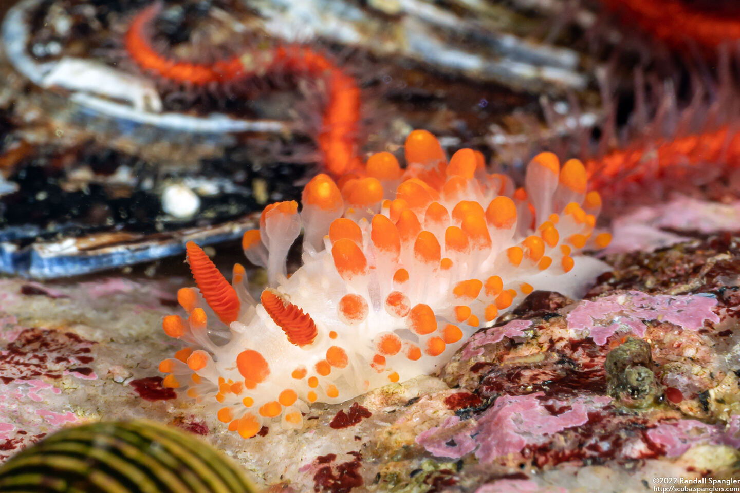 Limacia cockerelli (Cockerell's Dorid)