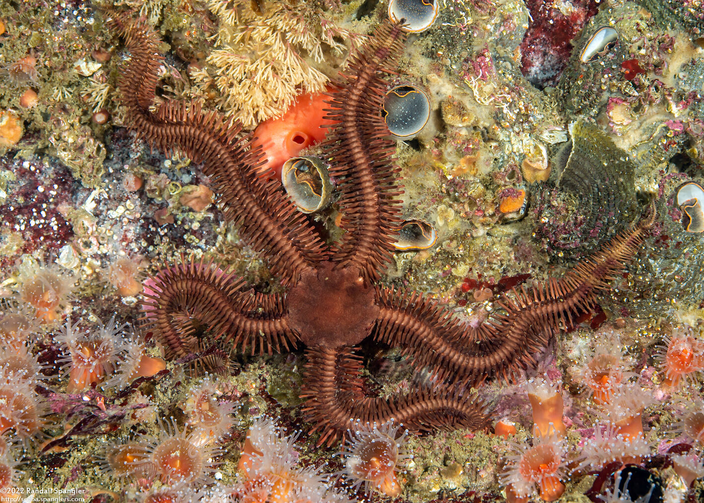 Ophiopteris papillosa (Flat-Spined Brittle Star)