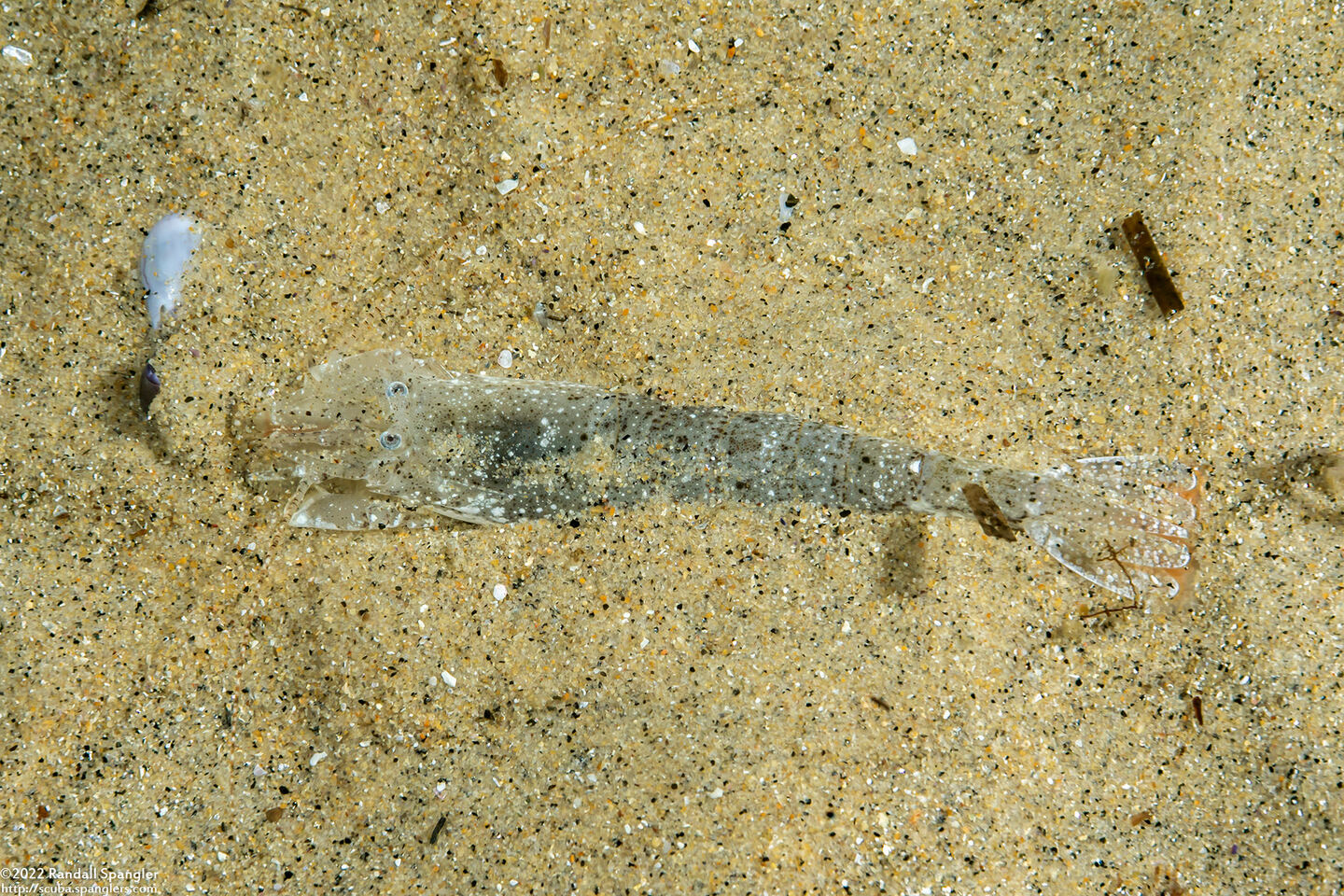 Crangon franciscorum (California Bay Shrimp)