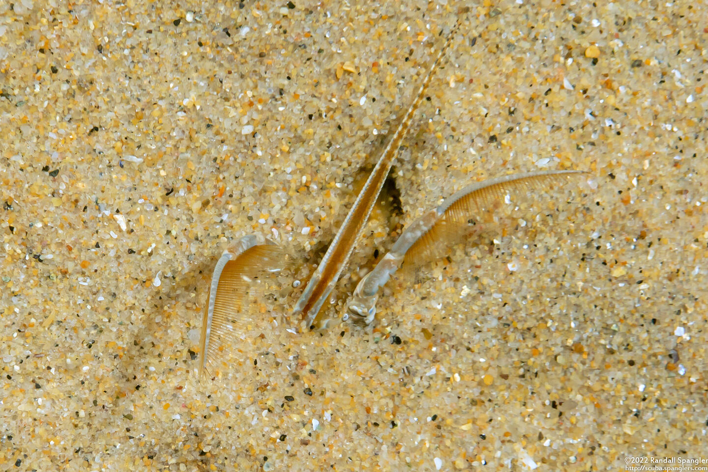 Emerita analoga (Pacific Mole Crab)