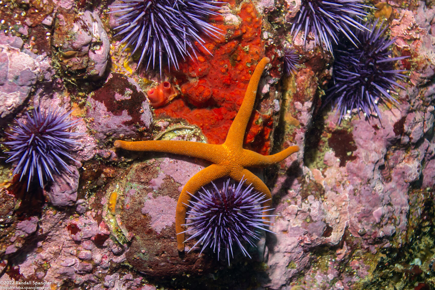Henricia leviuscula (Blood Star)