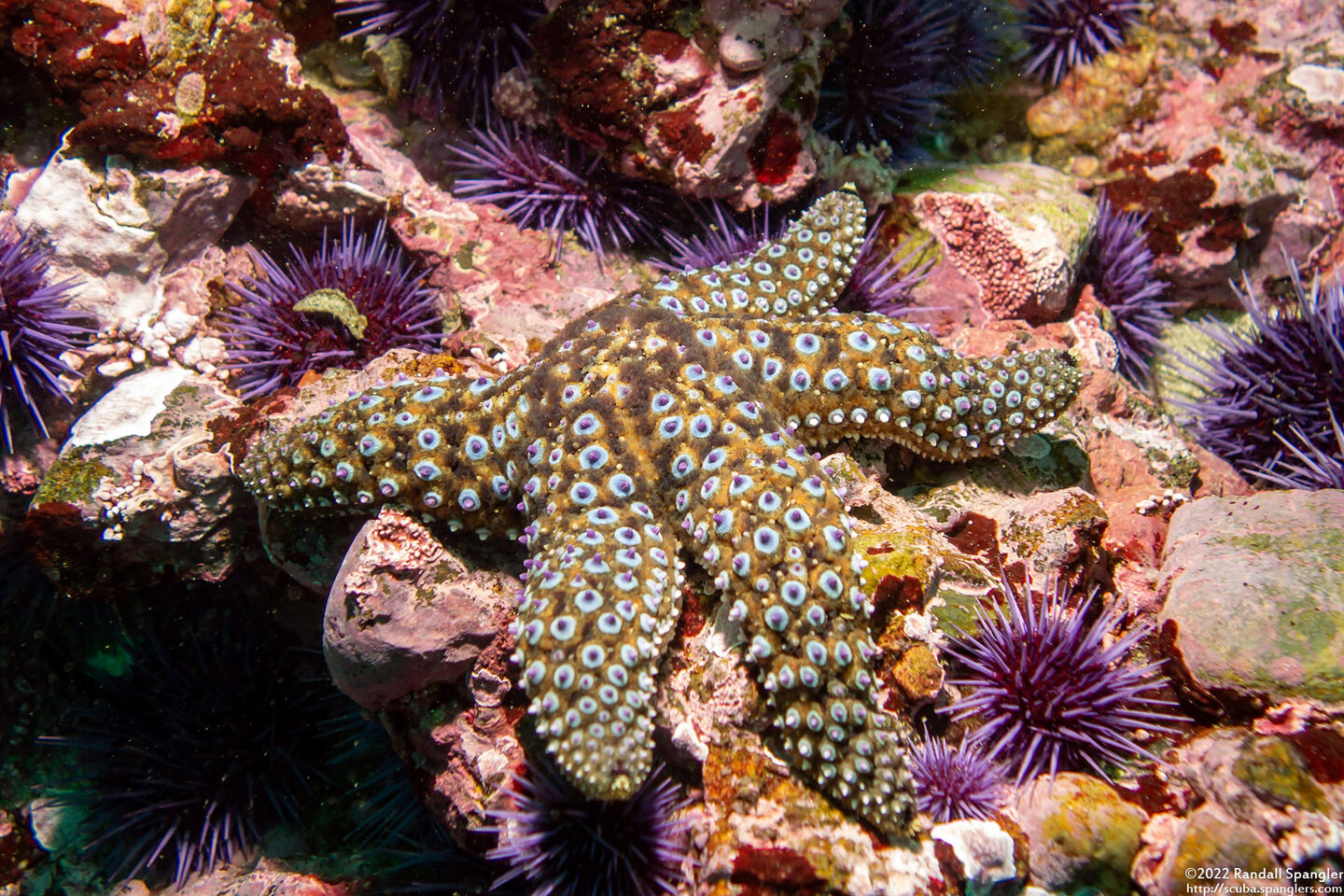 Pisaster giganteus (Giant Spined Star)