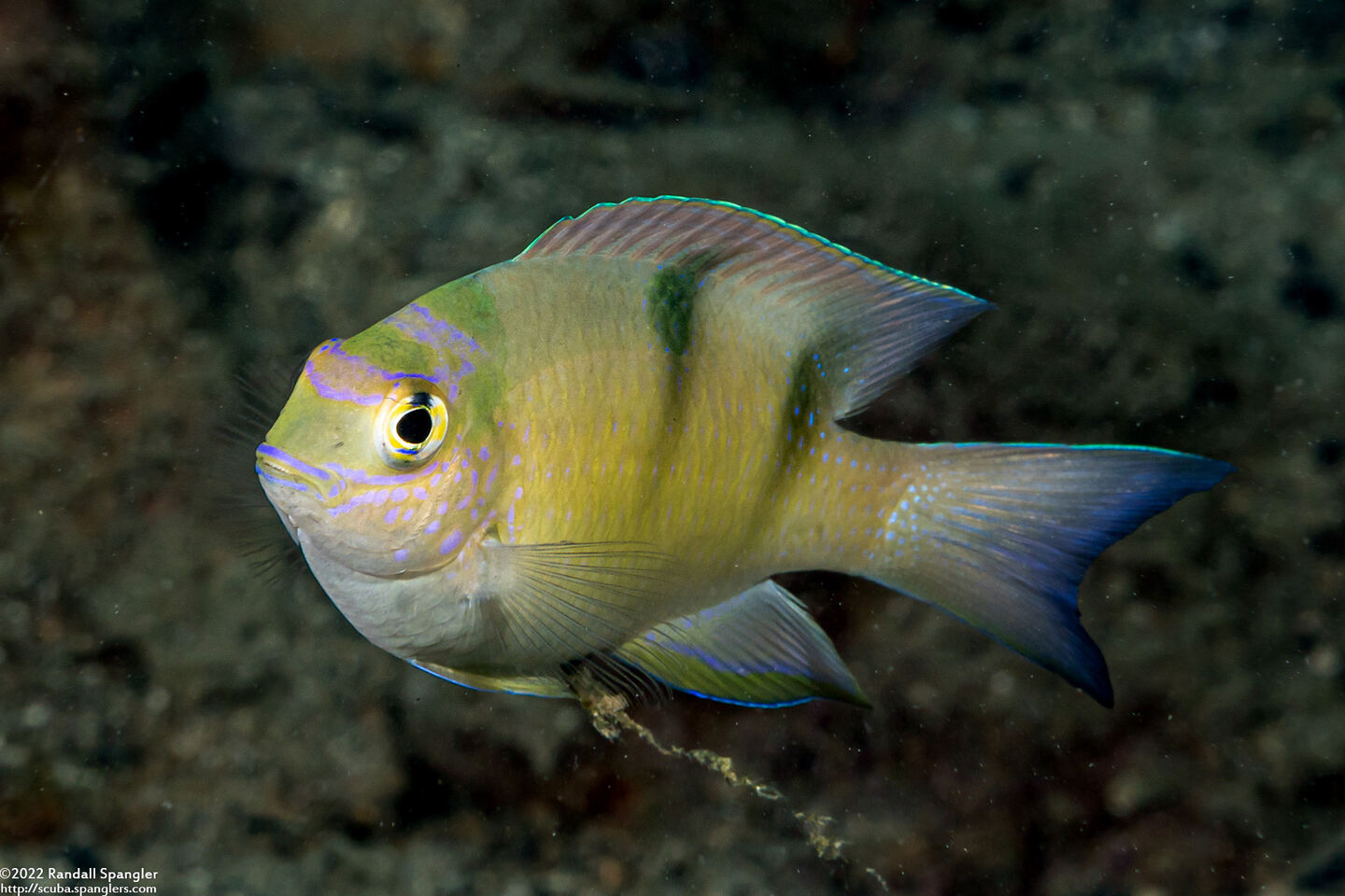 Dischistodus perspicillatus (White Damsel)