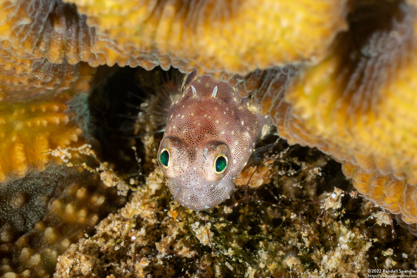 Salarias segmentatus (Segmented Blenny)