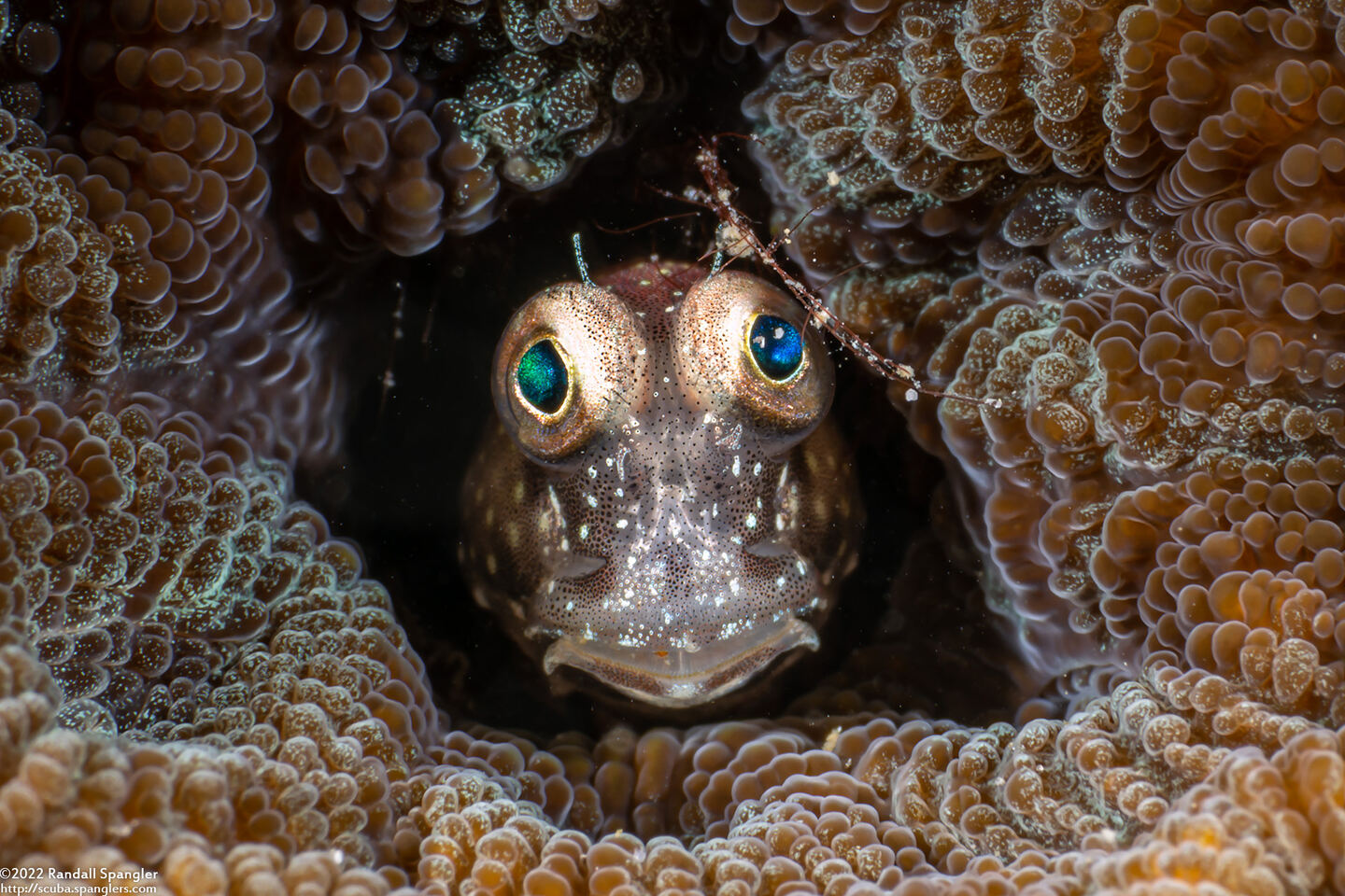 Salarias segmentatus (Segmented Blenny)