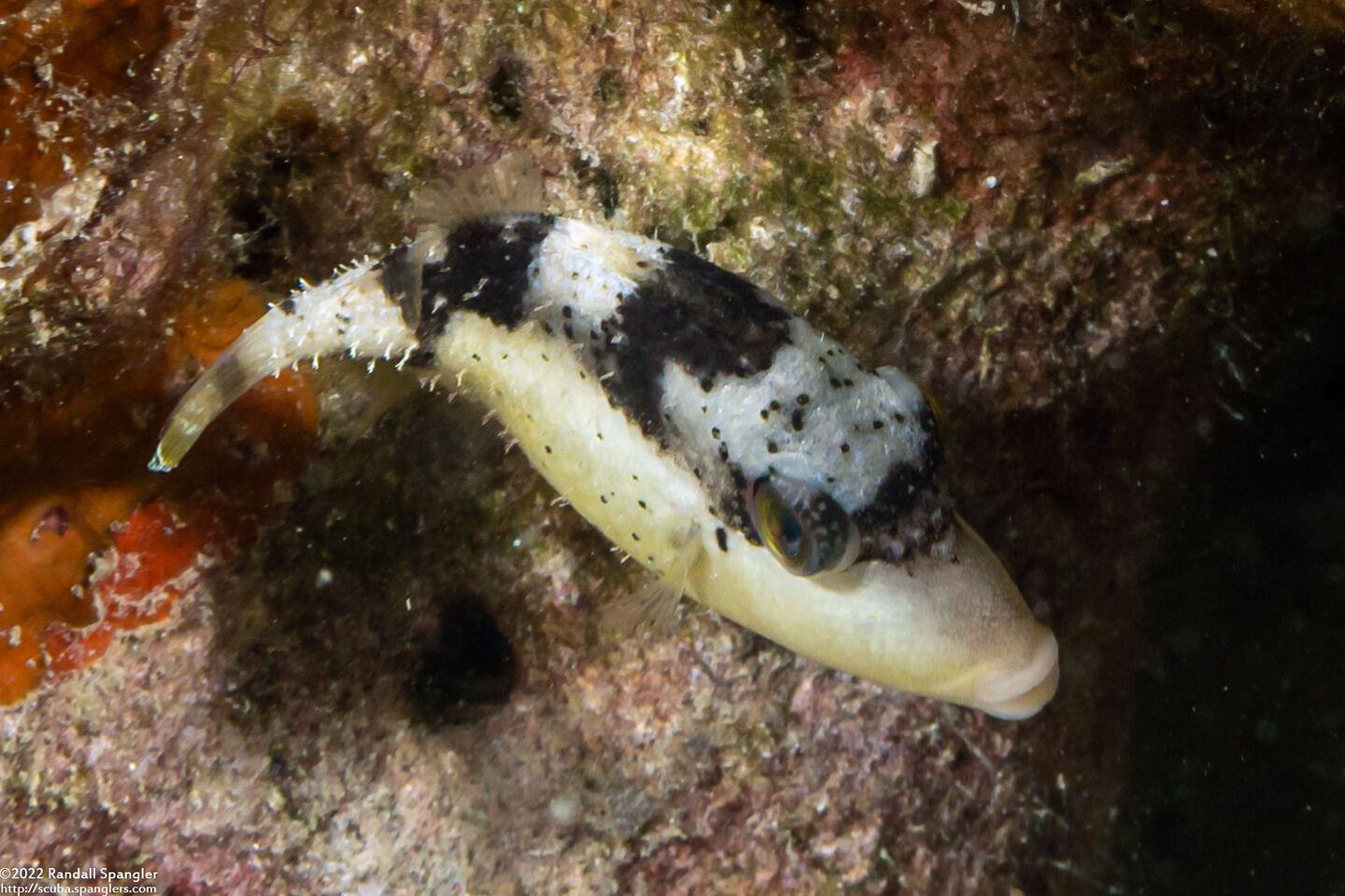 Pseudobalistes flavimarginatus (Yellowmargin Triggerfish)
