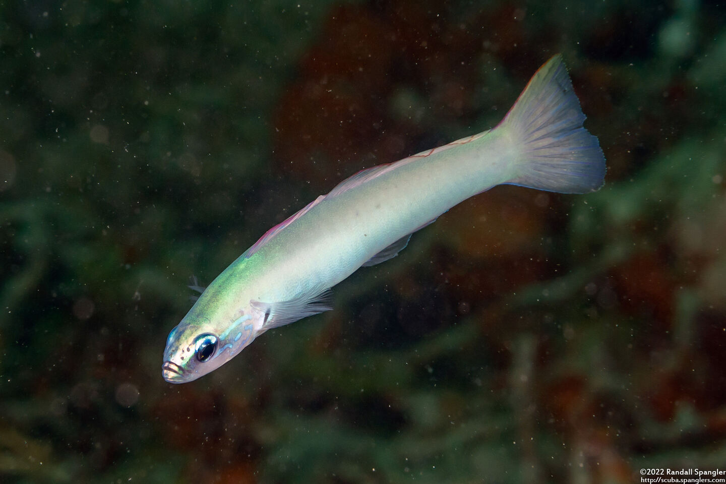Ptereleotris microlepis (Pearly Dartfish)