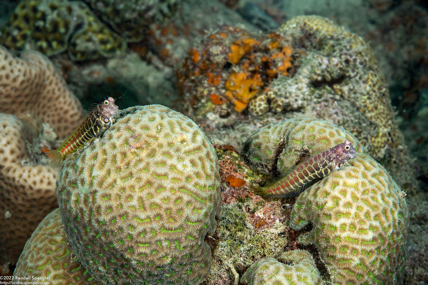 Salarias segmentatus (Segmented Blenny)