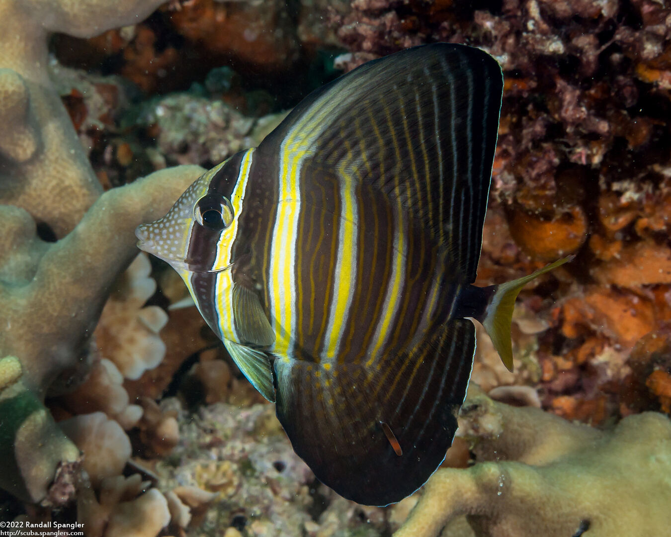 Zebrasoma veliferum (Pacific Sailfin Tang)