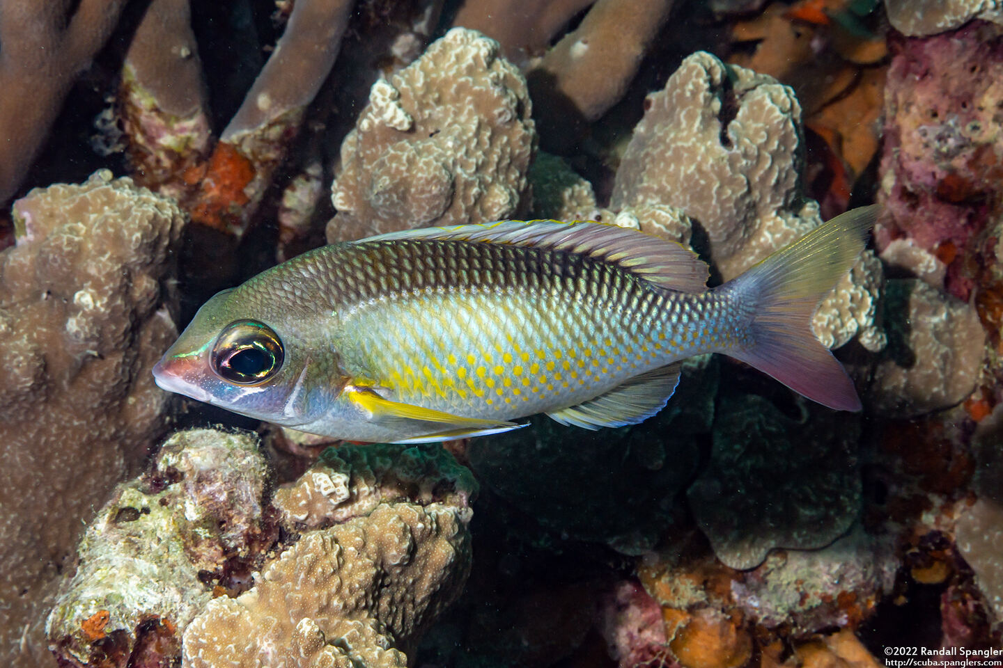 Scolopsis margaritifera (Pearly Monocle Bream)