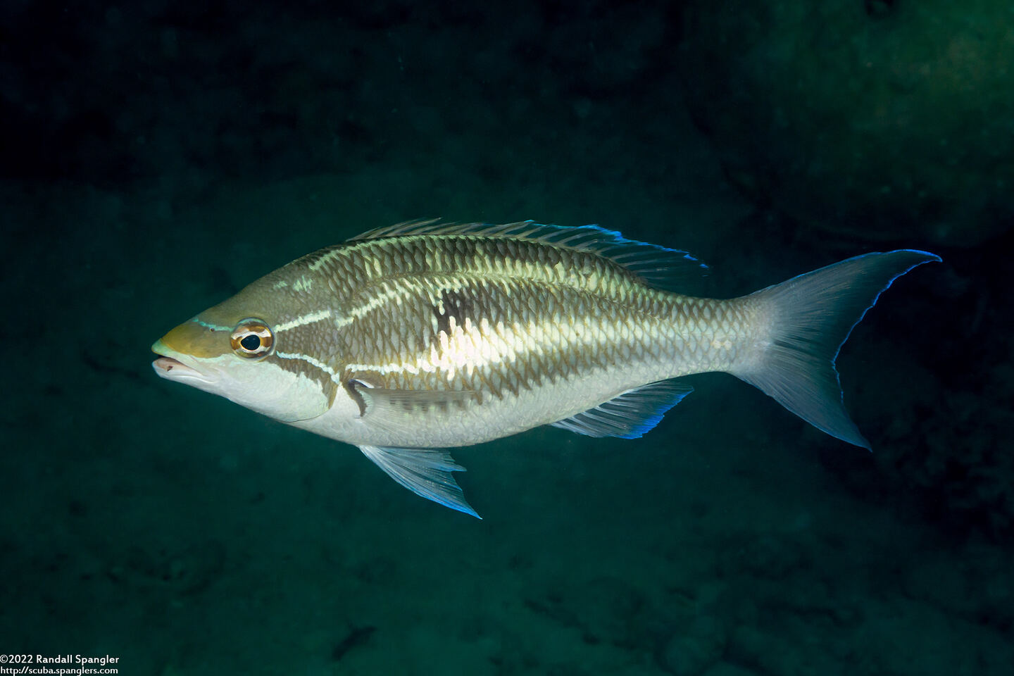 Pentapodus trivittatus (Three-Striped Whiptail)