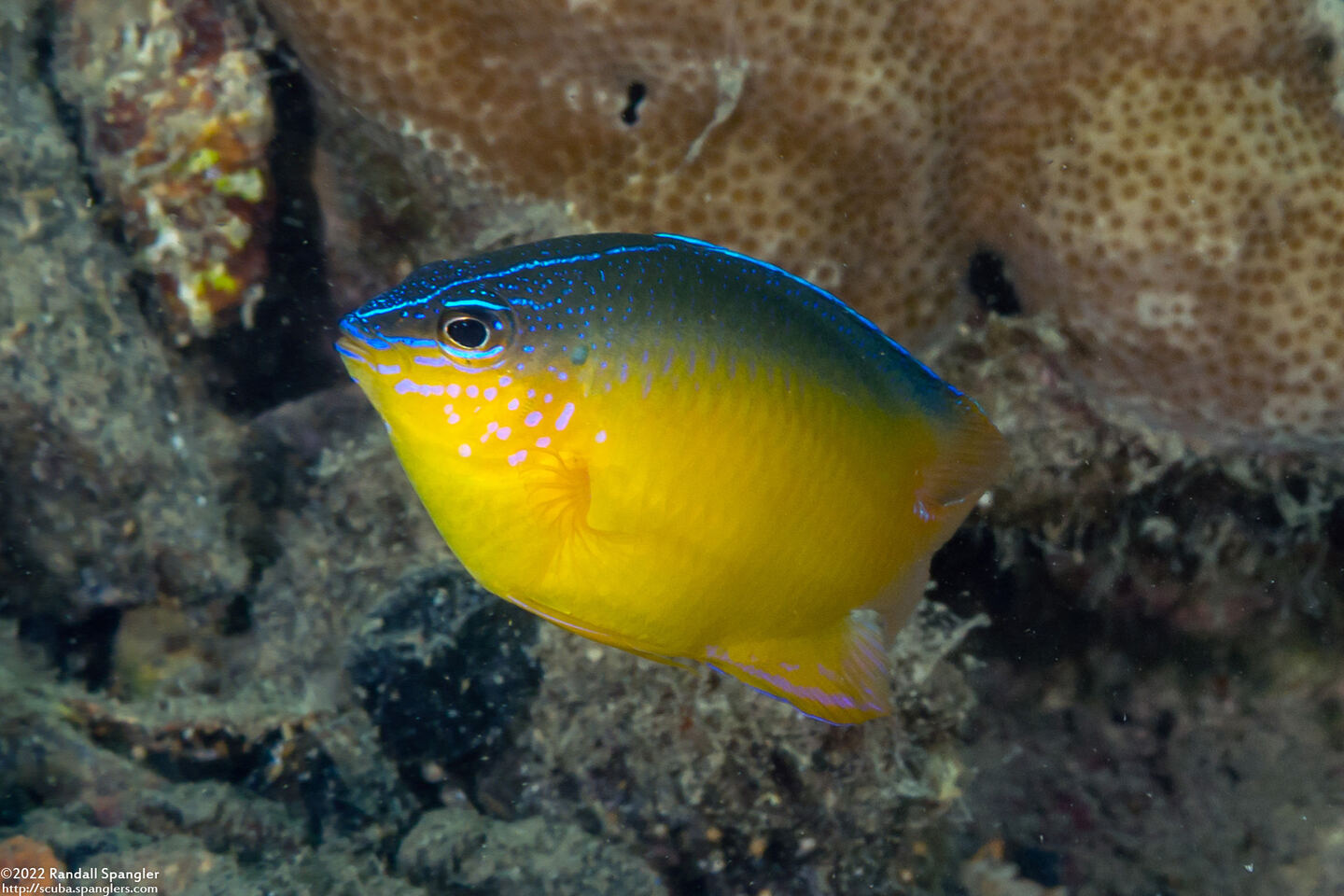 Pomacentrus simsiang (Blueback Damsel)