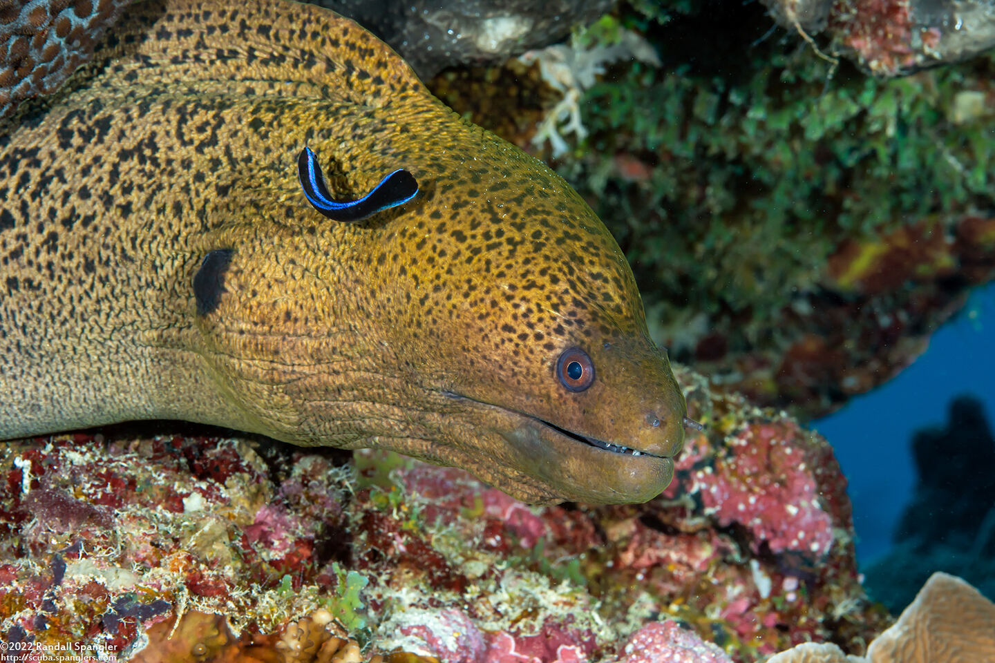 Gymnothorax javanicus (Giant Moray)