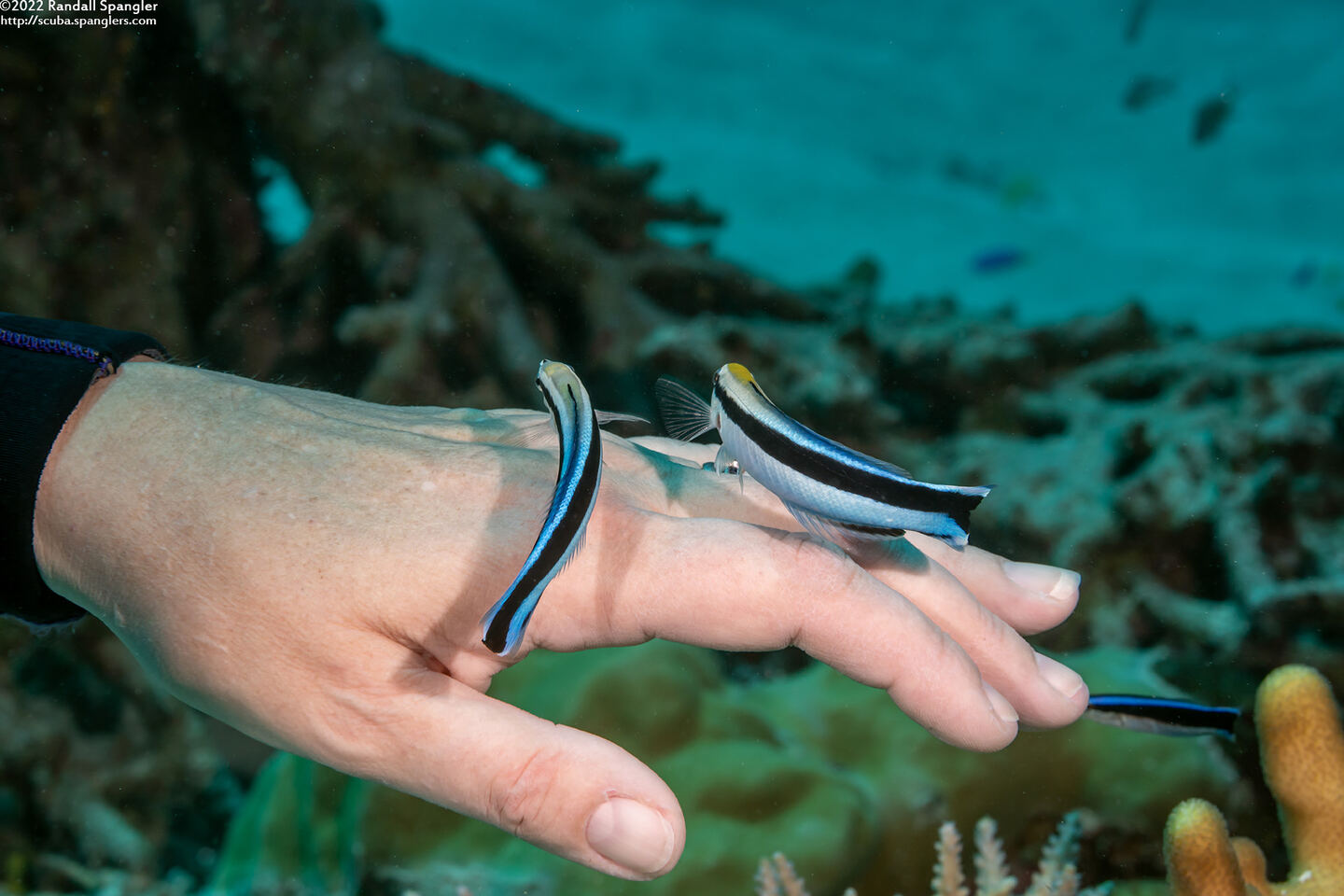 Labroides dimidiatus (Bluestreak Cleaner Wrasse)