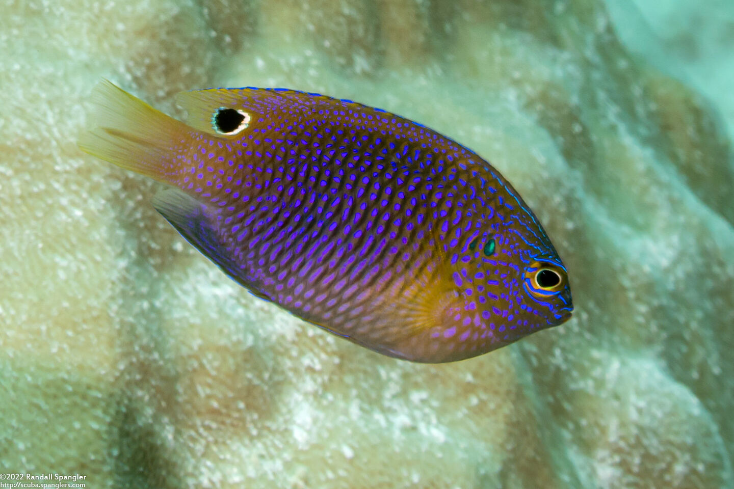 Pomacentrus vaiuli (Princess Damsel)