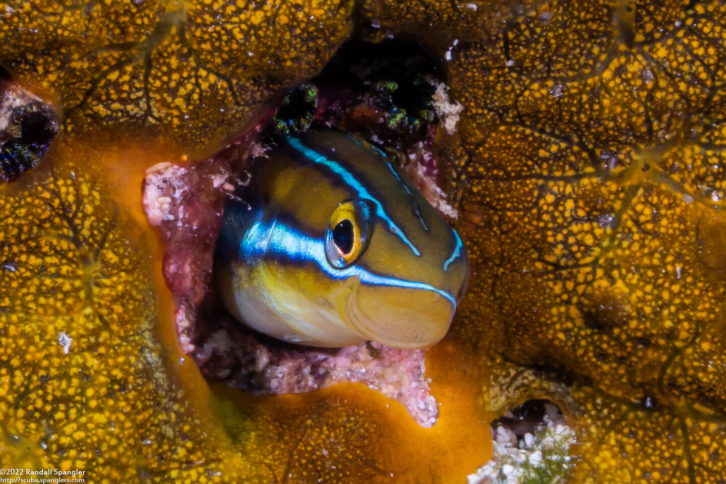 Plagiotremus rhinorhynchos (Bluestriped Fangblenny)