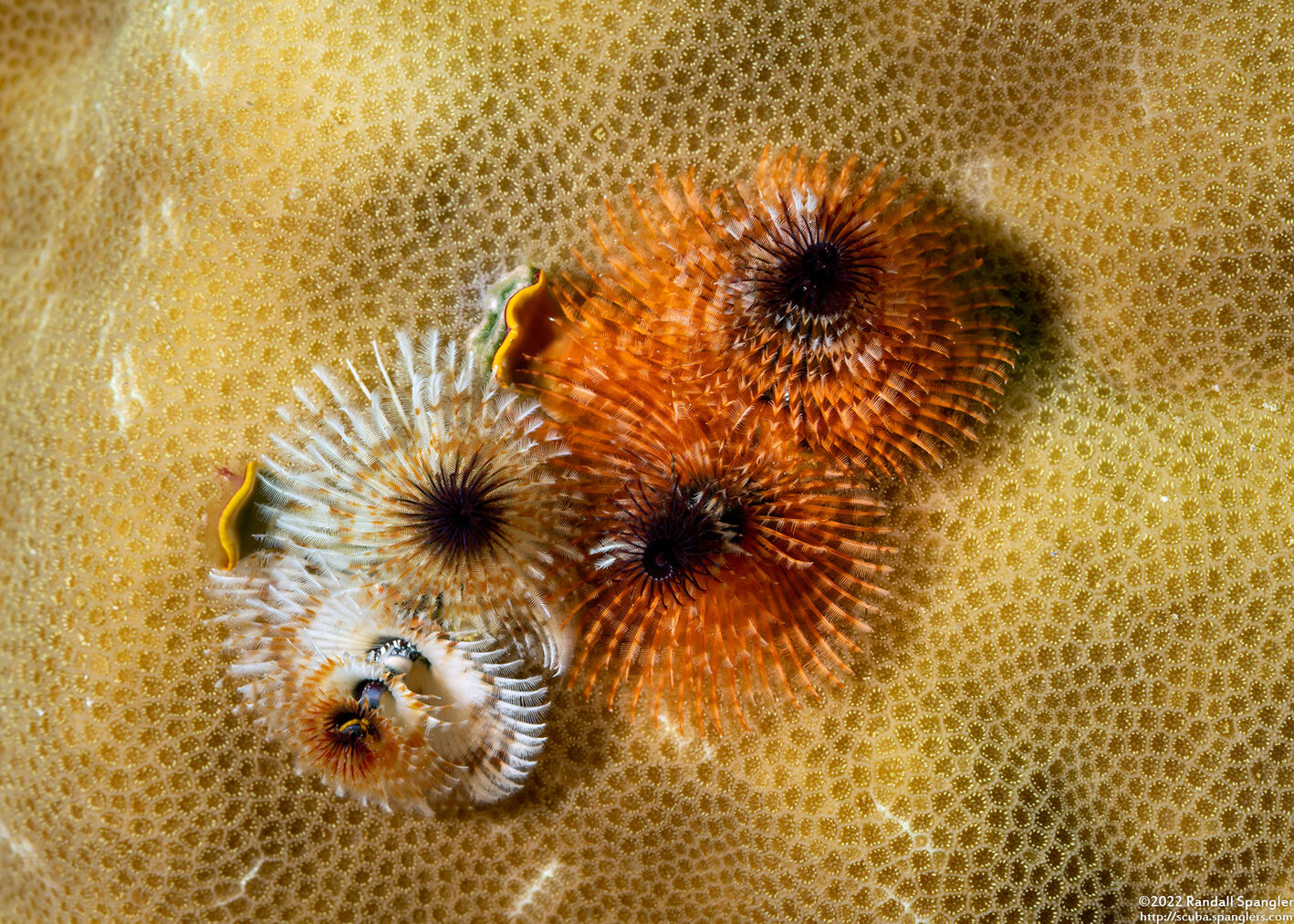Spirobranchus sp.1 (Christmas Tree Worm)