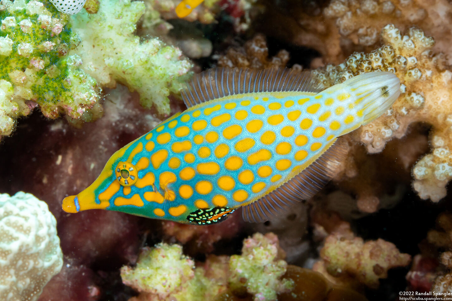 Oxymonacanthus longirostris (Longnose Filefish)