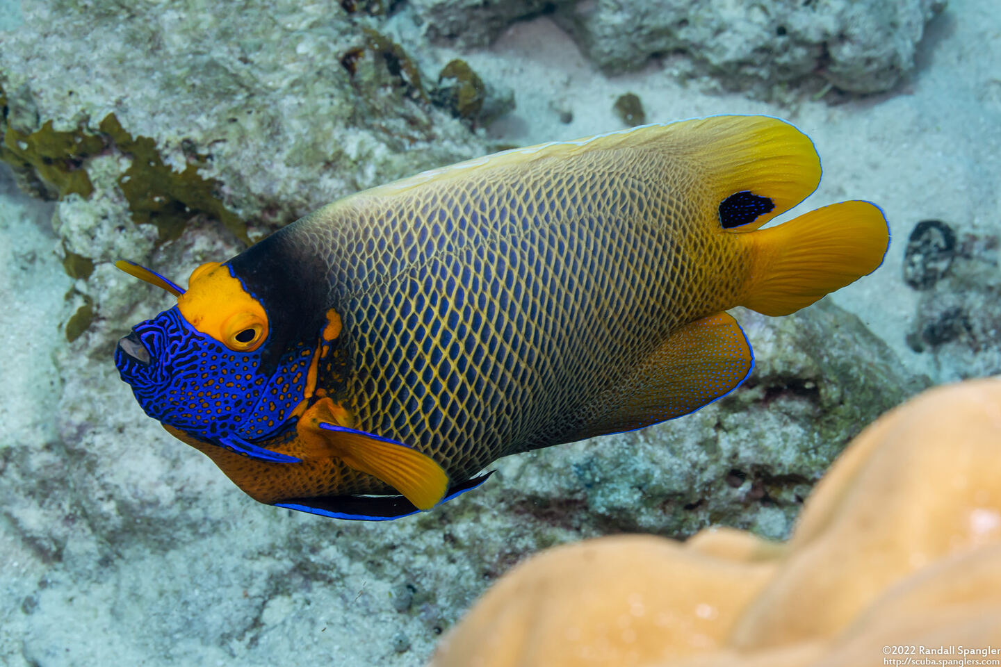 Pomacanthus xanthometopon (Yellow-Mask Angelfish)