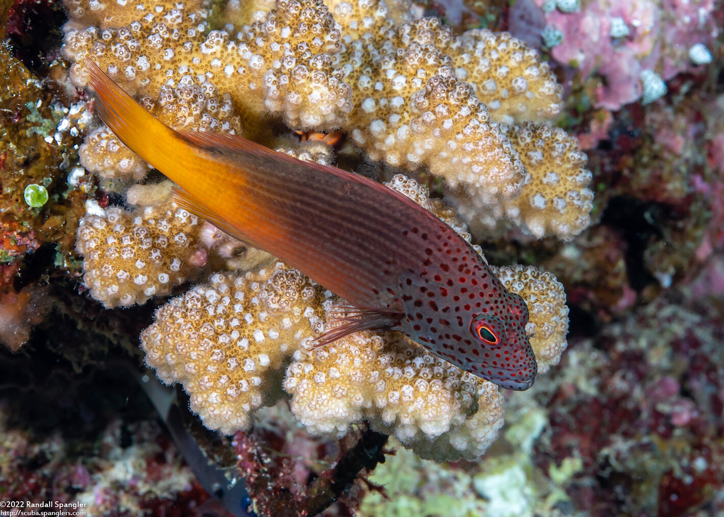 Paracirrhites forsteri (Freckled Hawkfish)