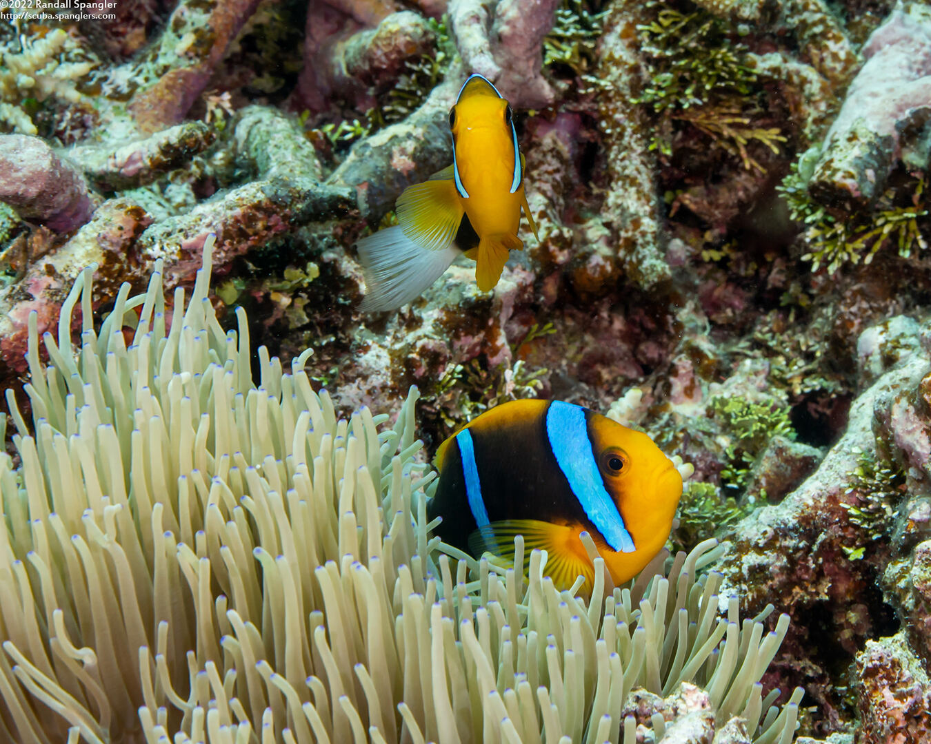 Amphiprion chrysopterus (Orangefin Anemonefish)