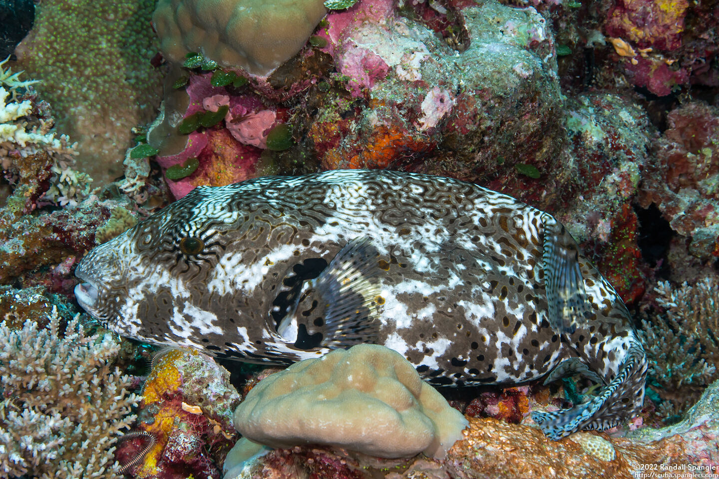 Arothron mappa (Map Puffer)